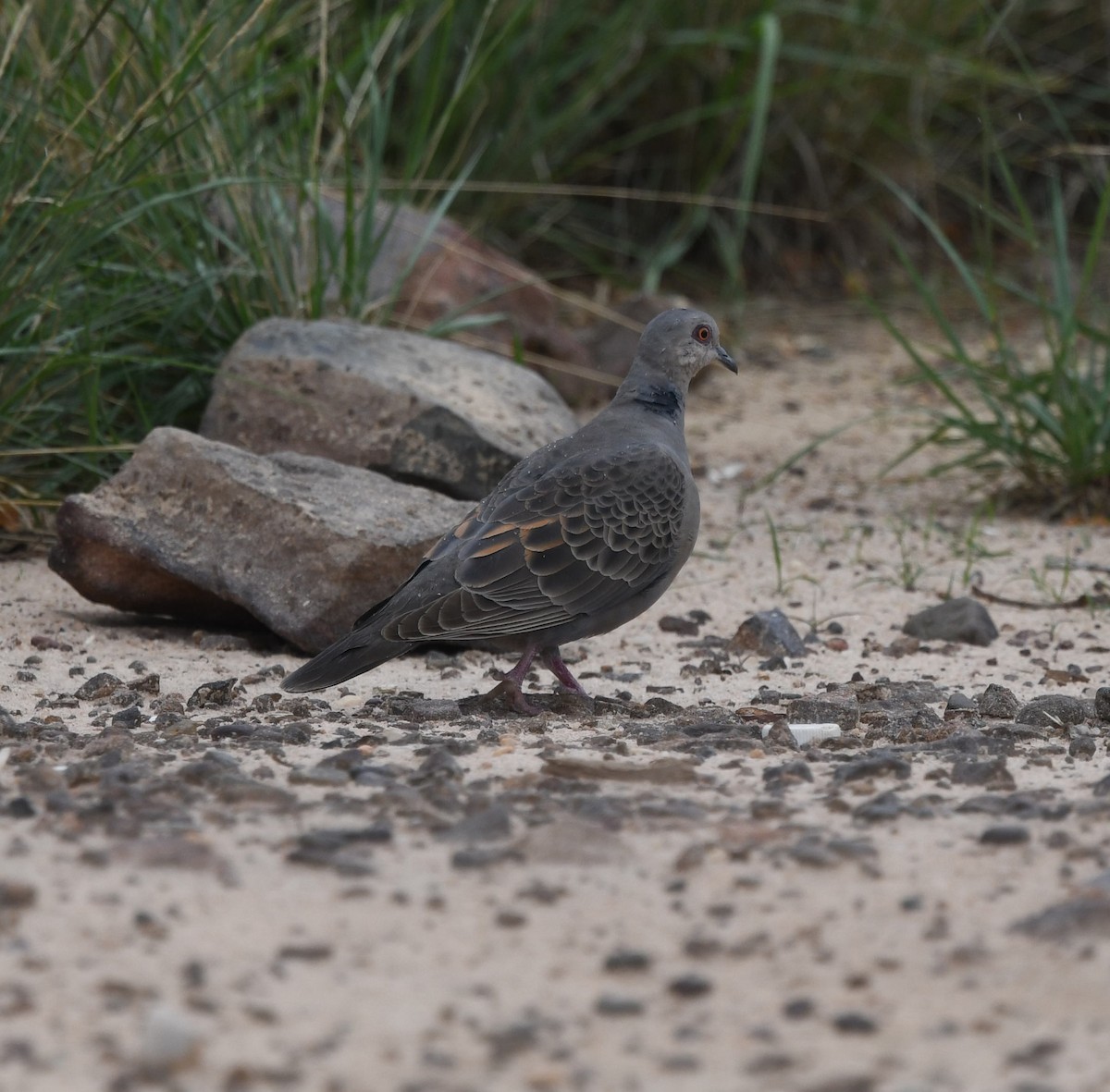 Dusky Turtle-Dove - David Darrell-Lambert