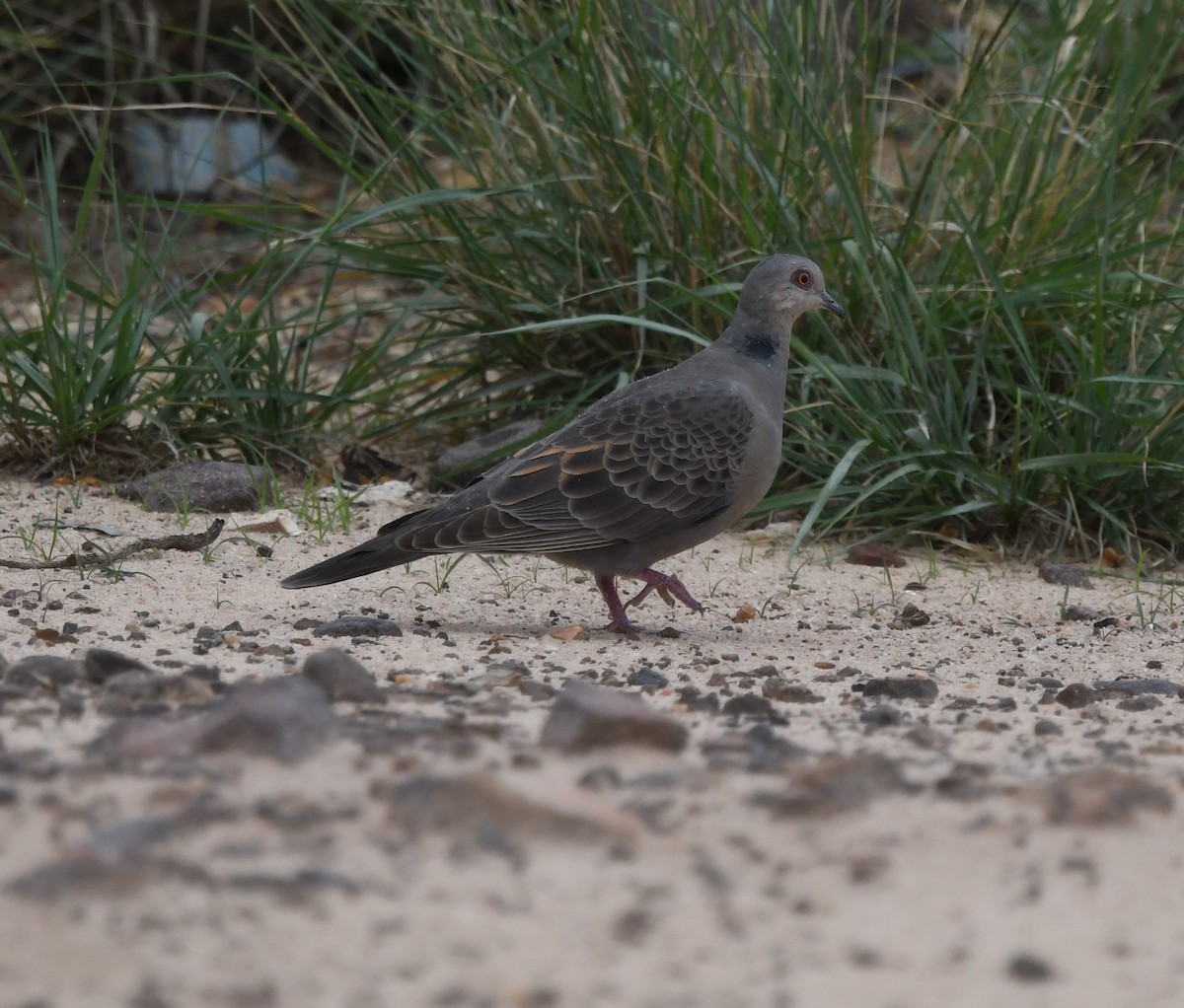 Dusky Turtle-Dove - David Darrell-Lambert