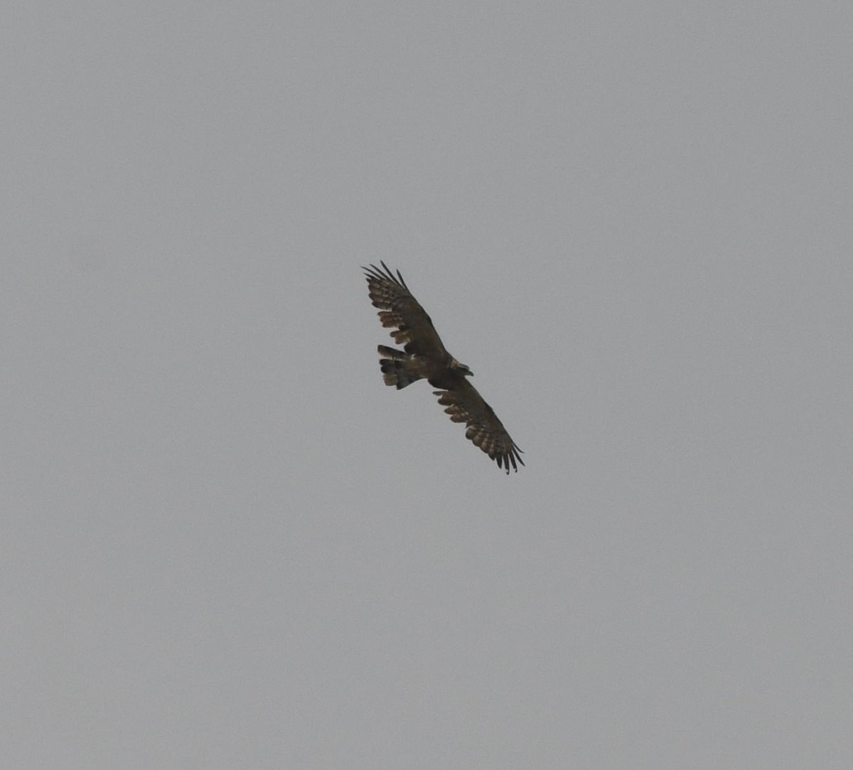 Oriental Honey-buzzard - ML479865261