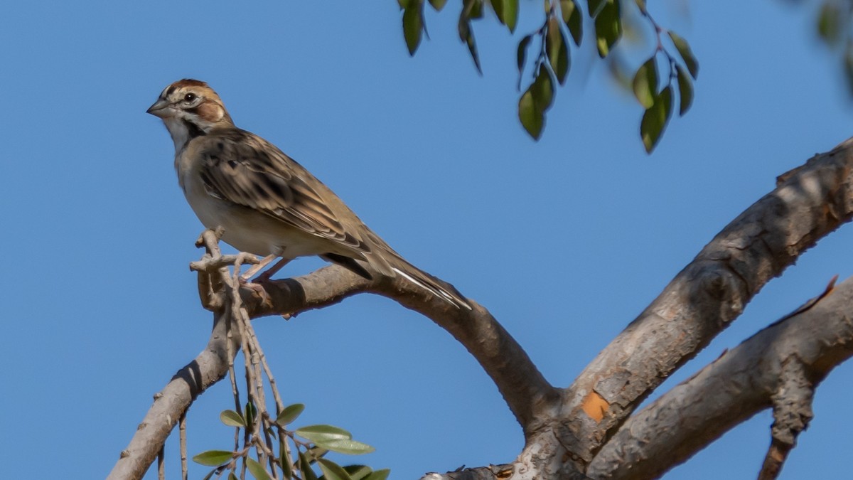 Lark Sparrow - Gerald Park