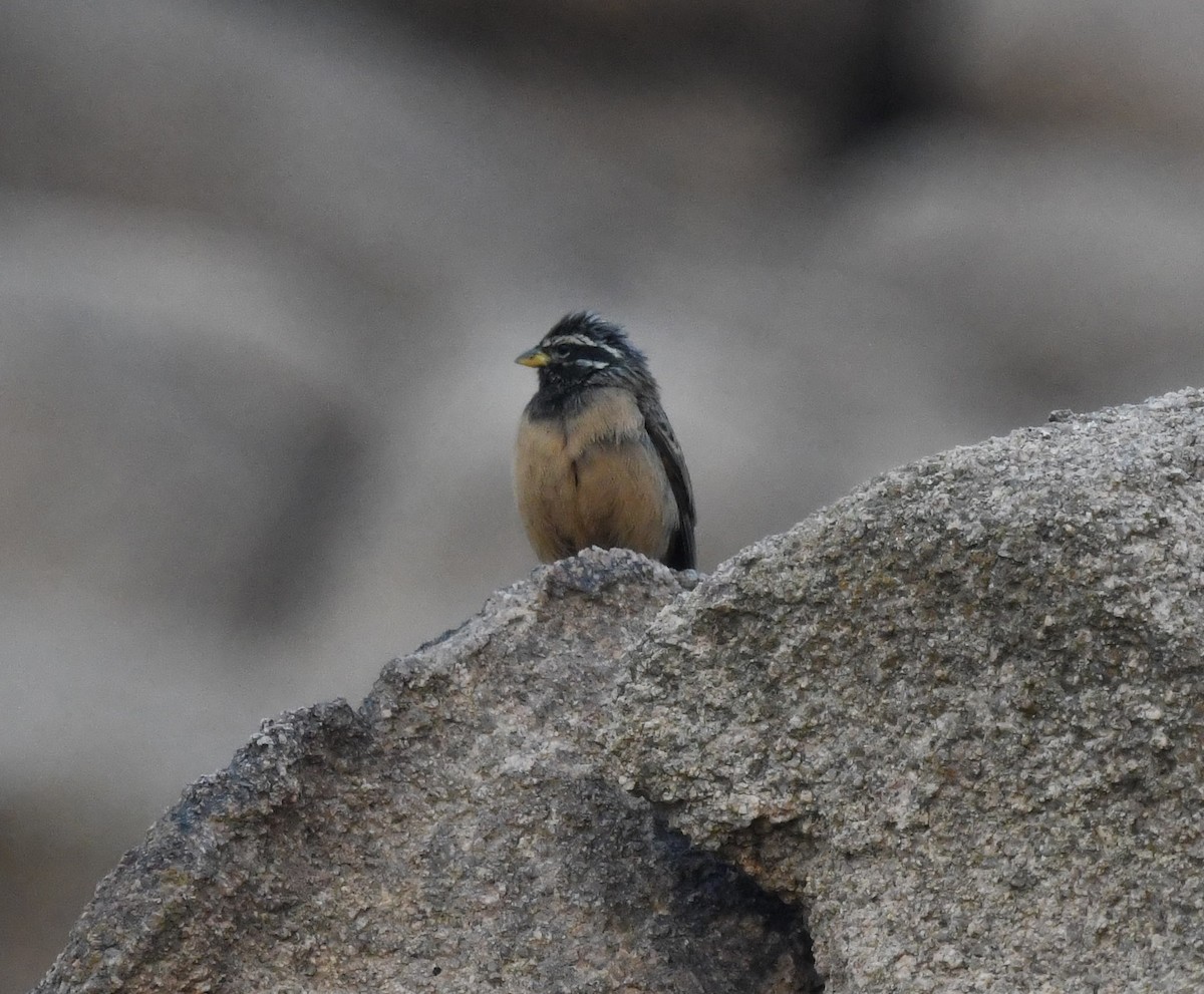 Cinnamon-breasted Bunting - ML479866361