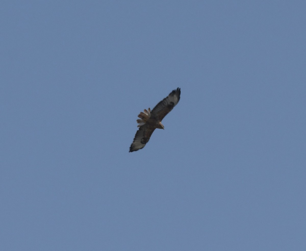 Long-legged Buzzard - ML479867131