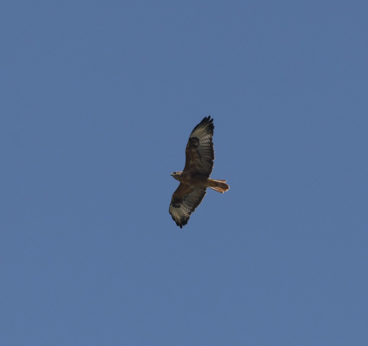 Long-legged Buzzard - ML479867141