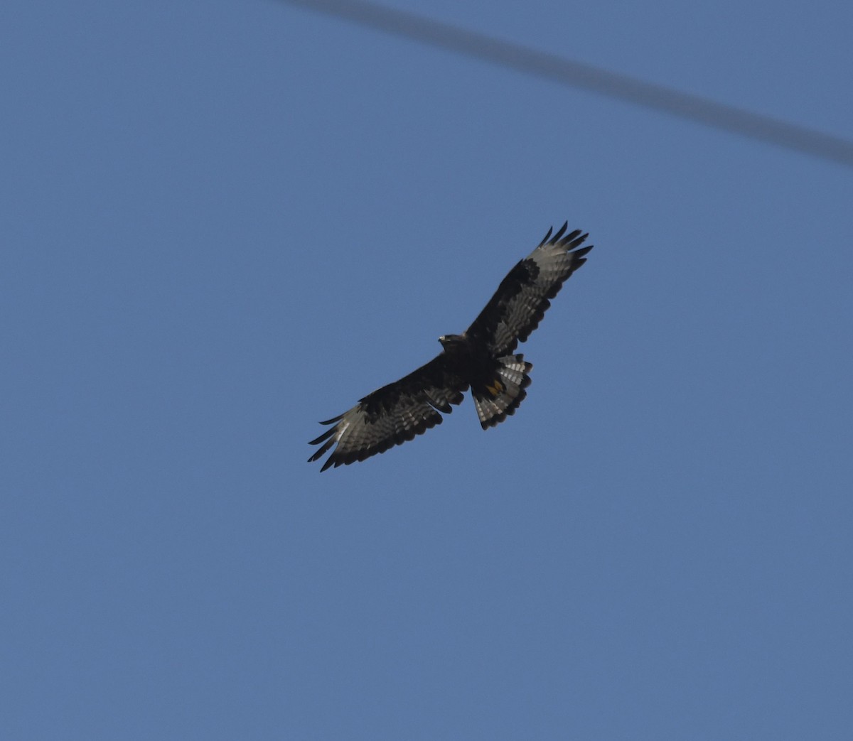 Long-legged Buzzard - ML479867151