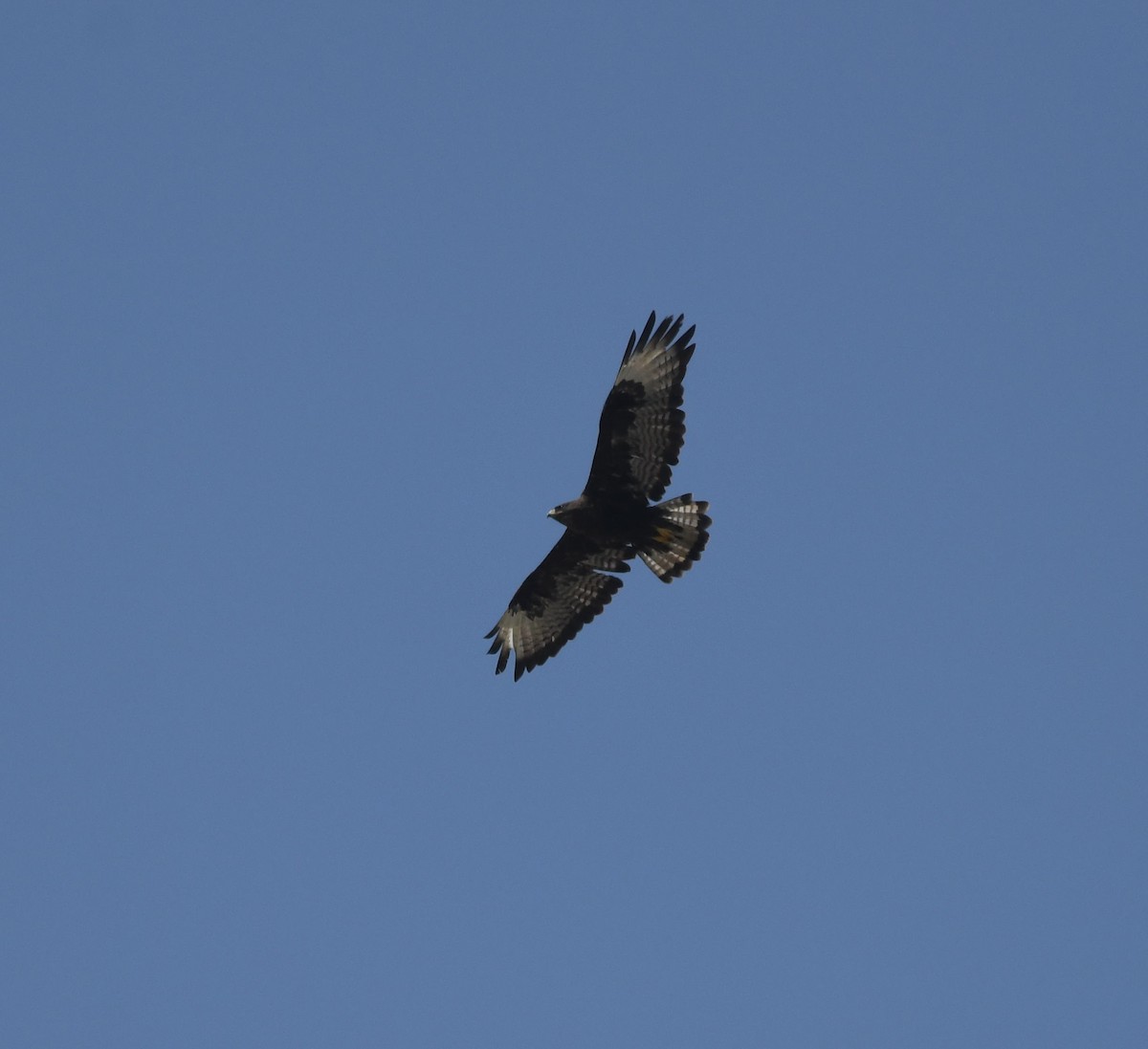 Long-legged Buzzard - David Darrell-Lambert