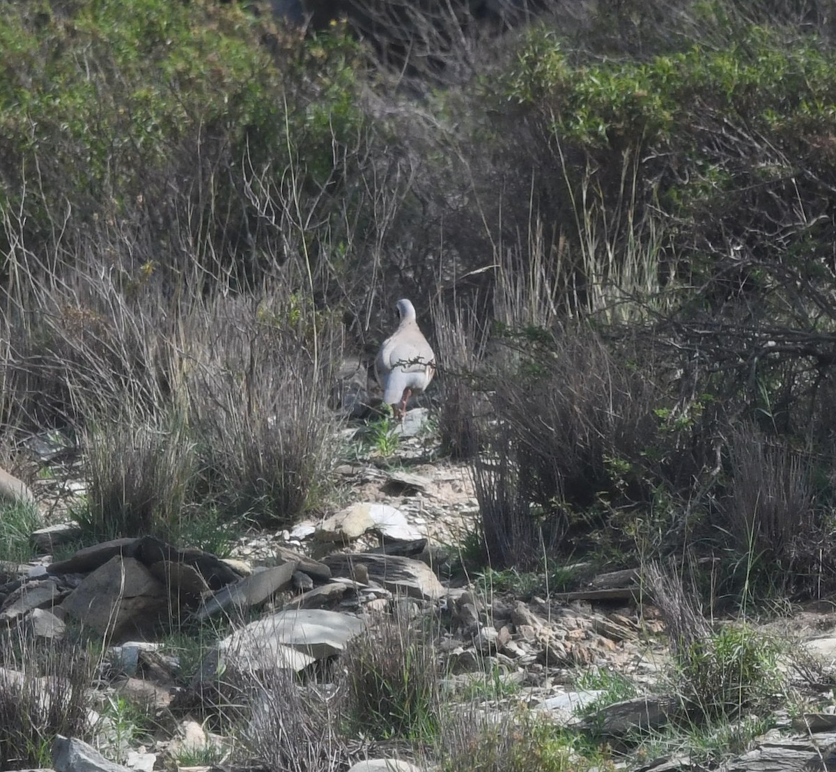 Philby's Partridge - ML479867261