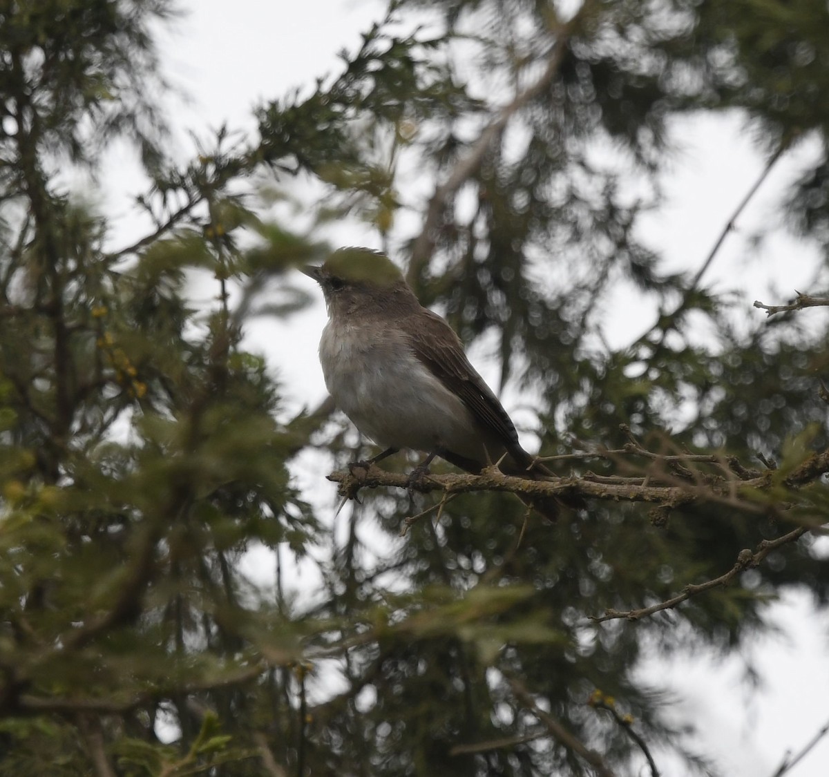 Gambaga Flycatcher - ML479867781