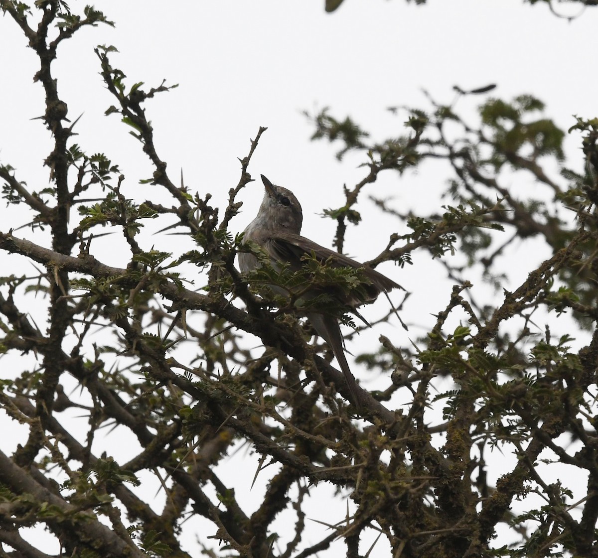 Gambaga Flycatcher - ML479867791