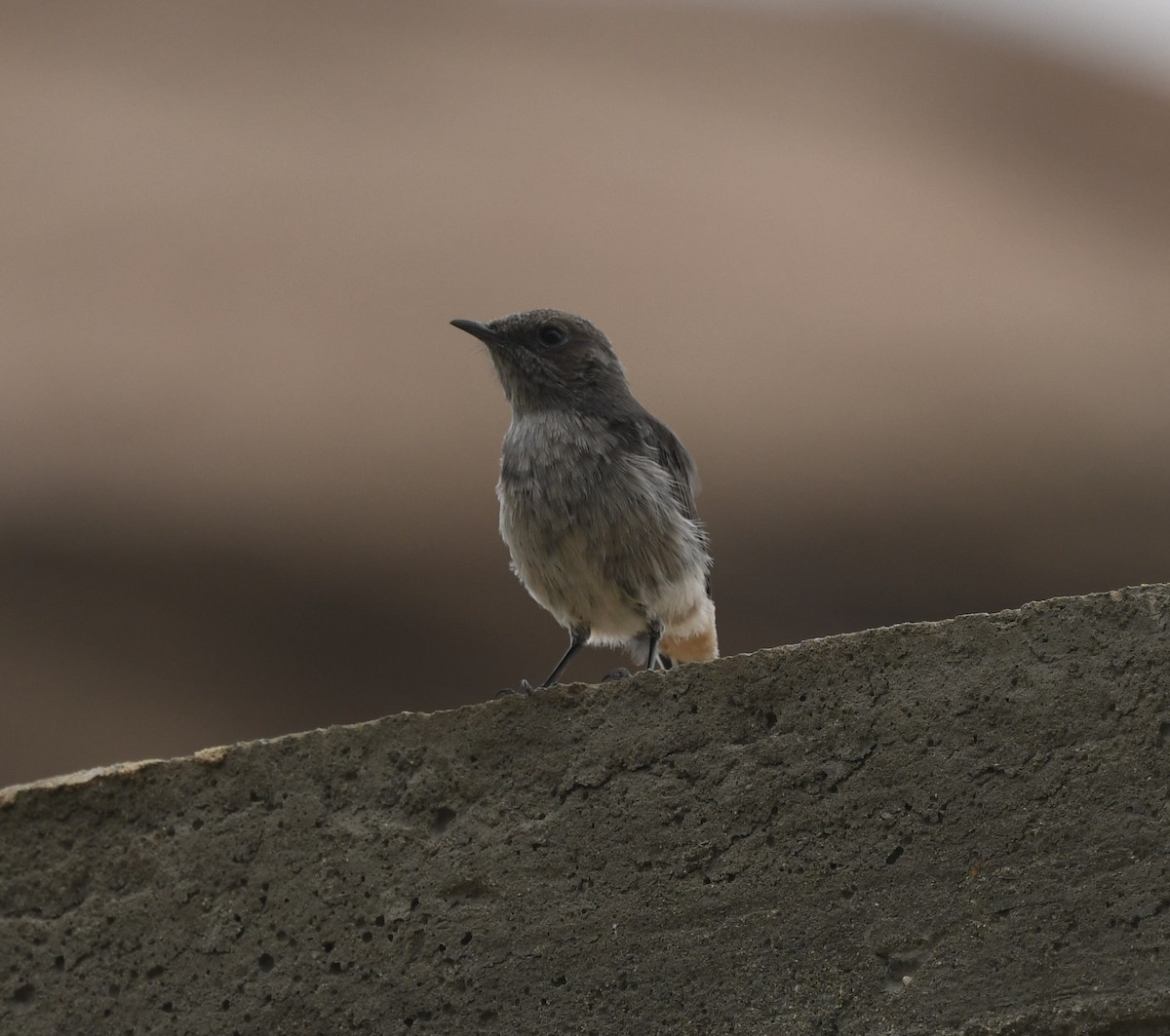 Arabian Wheatear - ML479868641