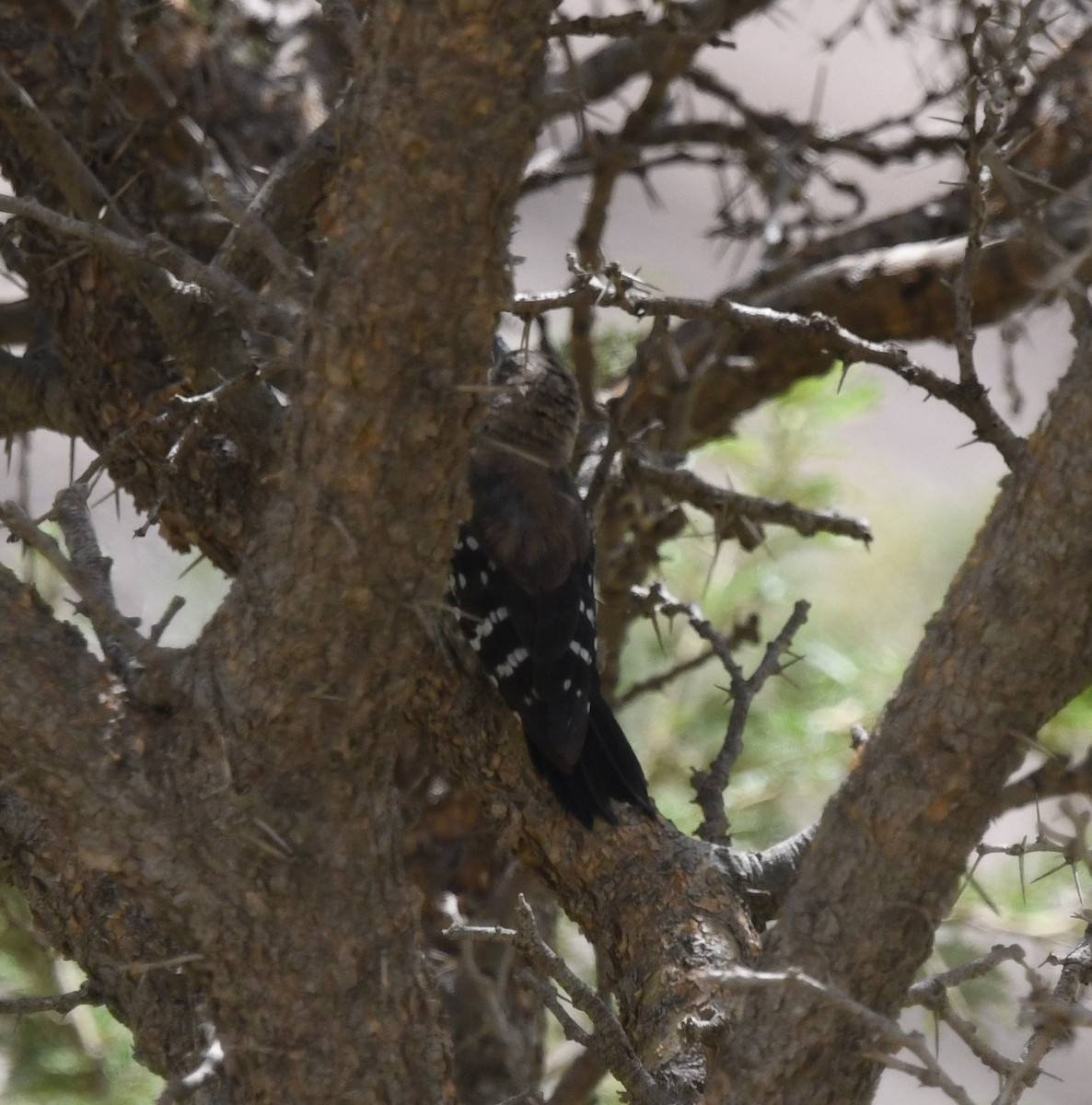 Arabian Woodpecker - ML479868651