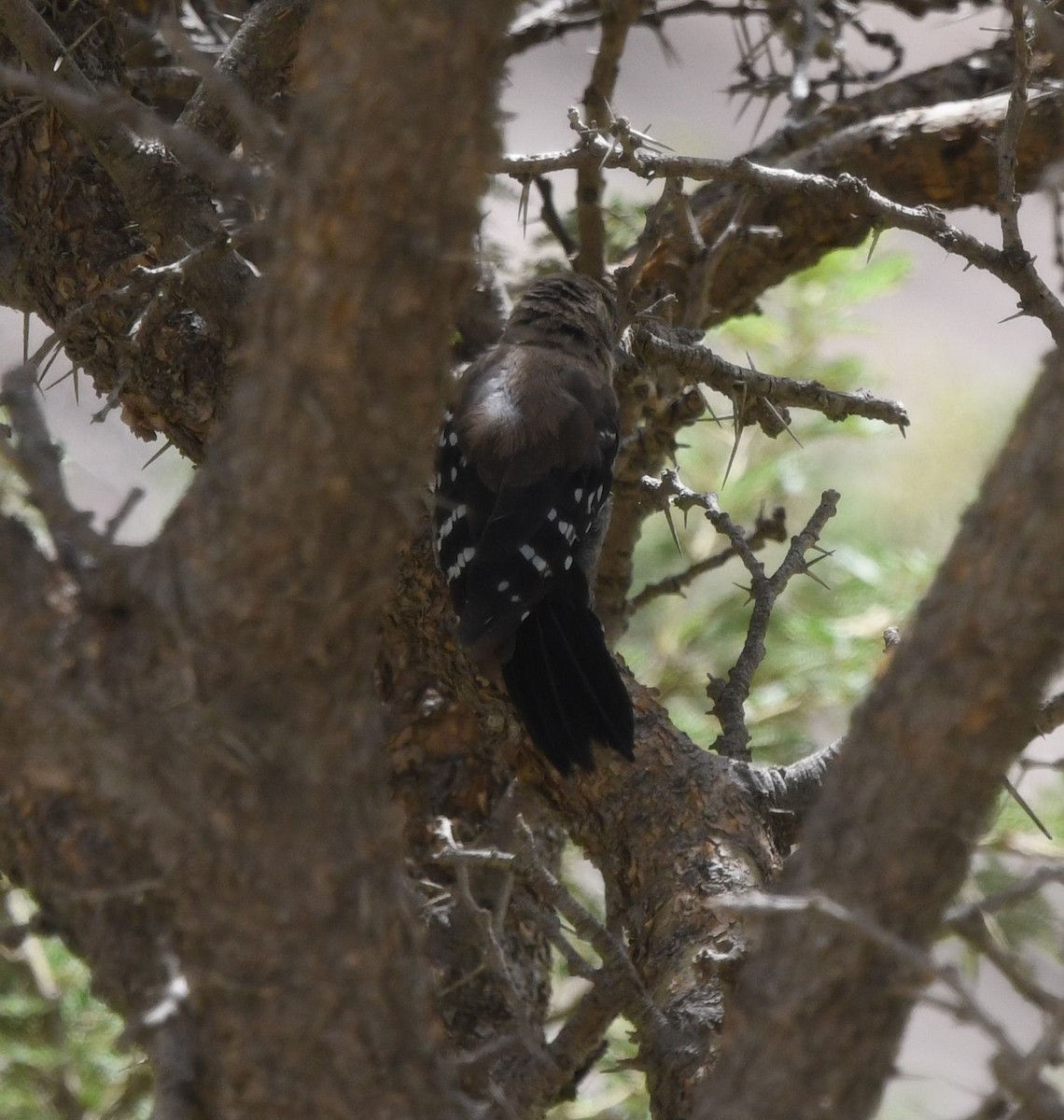 Arabian Woodpecker - David Darrell-Lambert