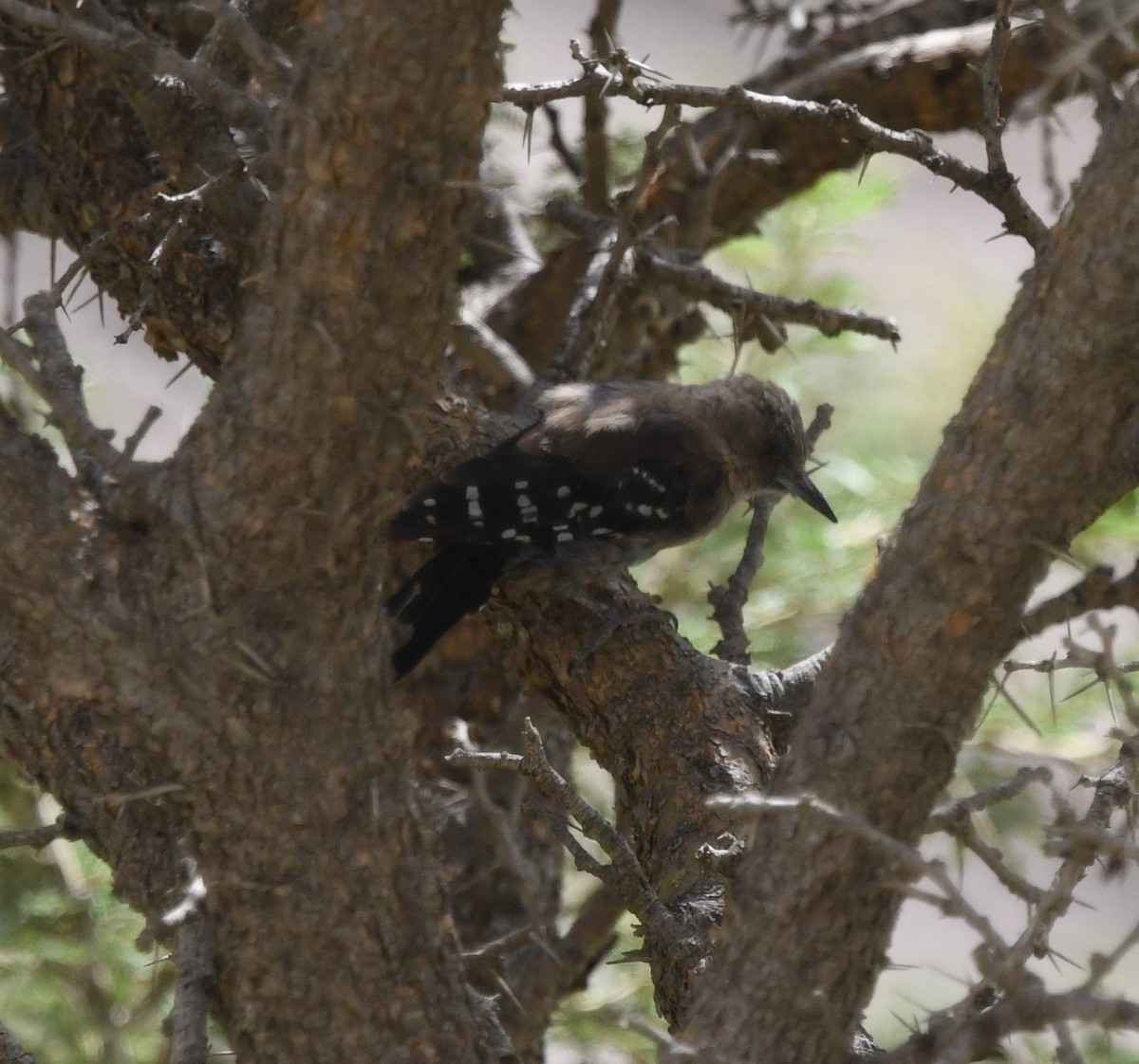 Arabian Woodpecker - ML479868671