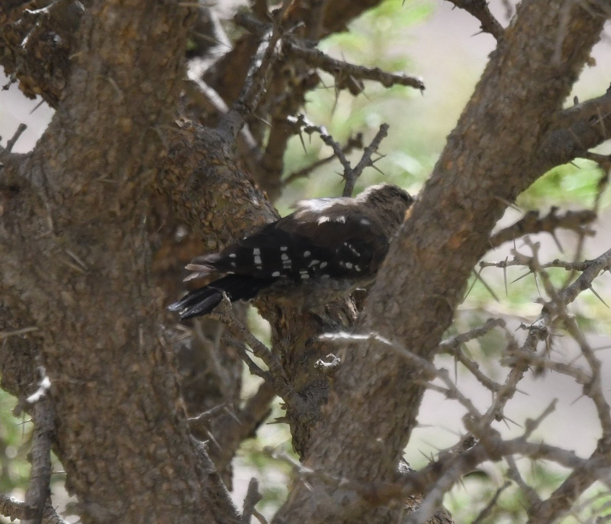 Arabian Woodpecker - ML479868681