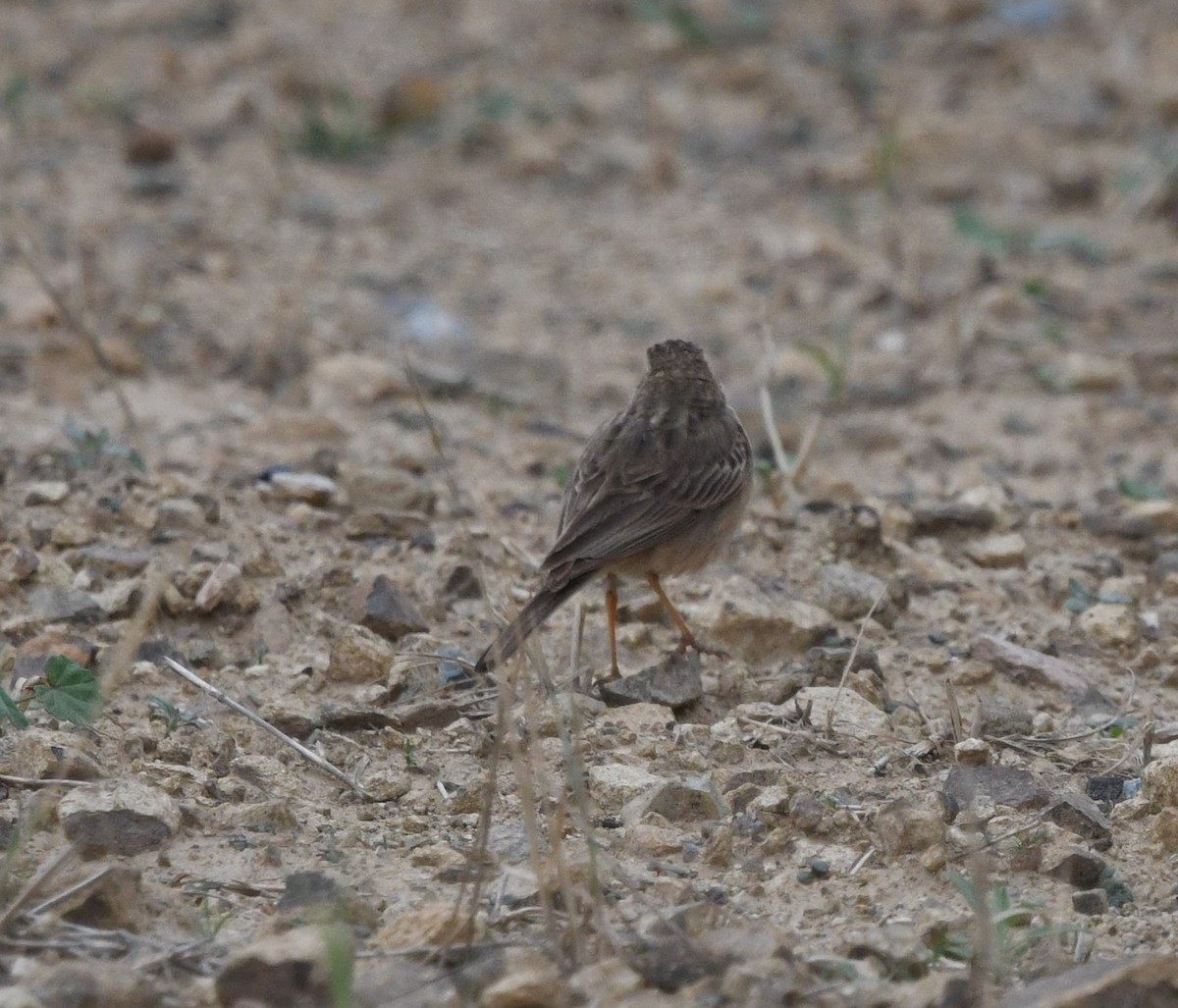 African Pipit - ML479868931