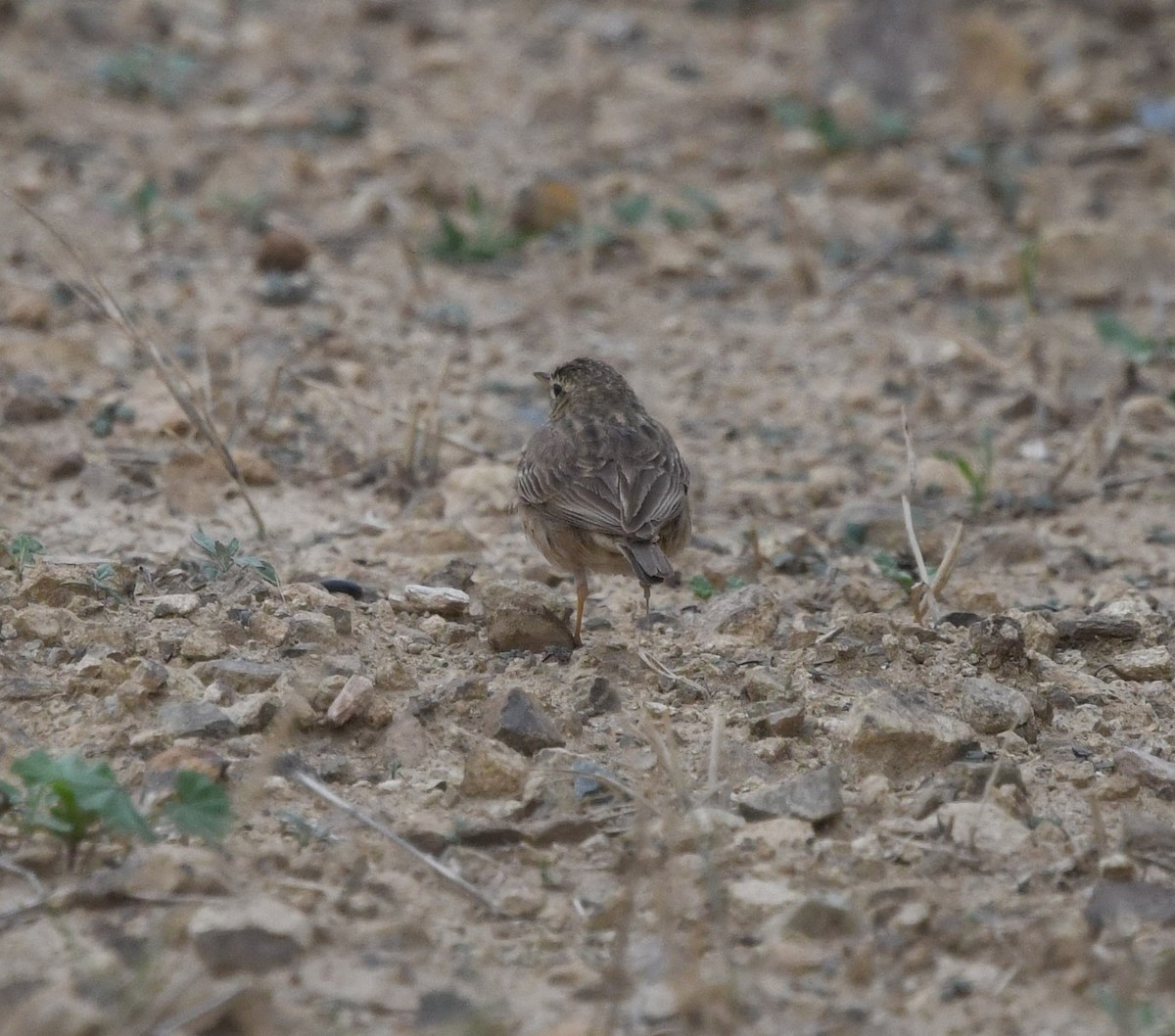 African Pipit - ML479868941