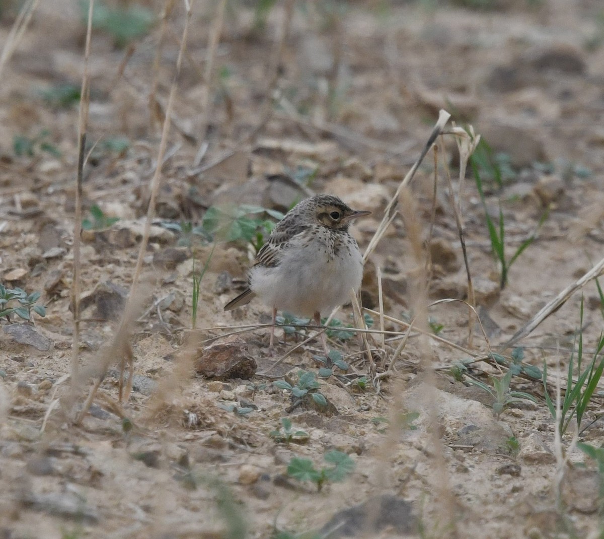 African Pipit - ML479868951