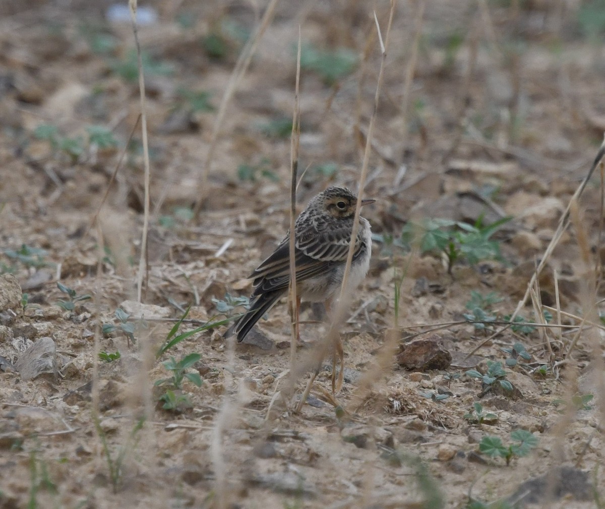 African Pipit - ML479868961