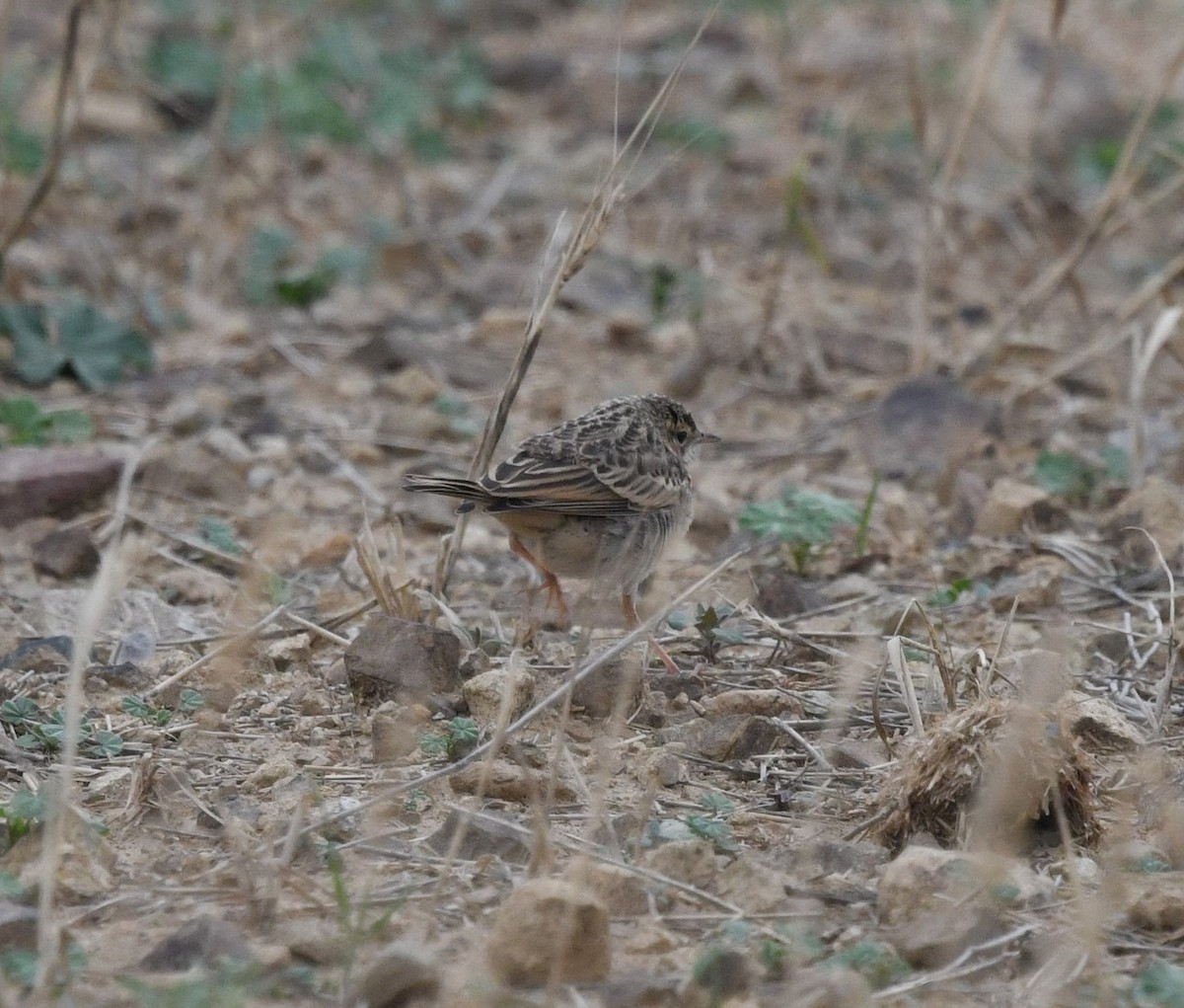 African Pipit - ML479868971
