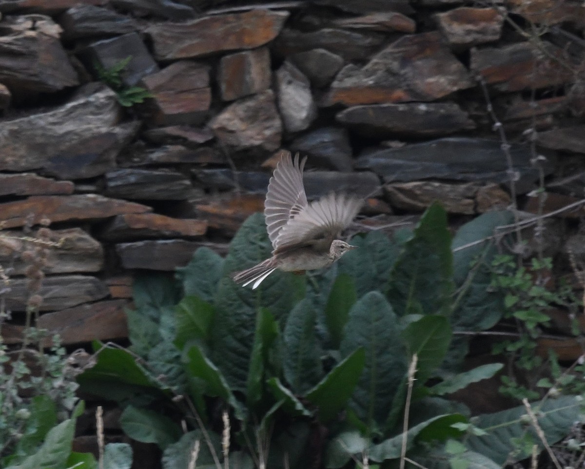 African Pipit - ML479868981