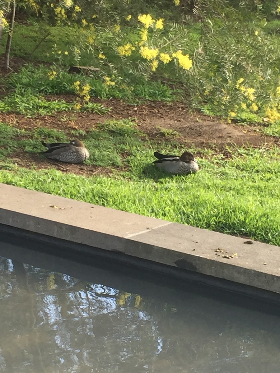 Maned Duck - ML479869221