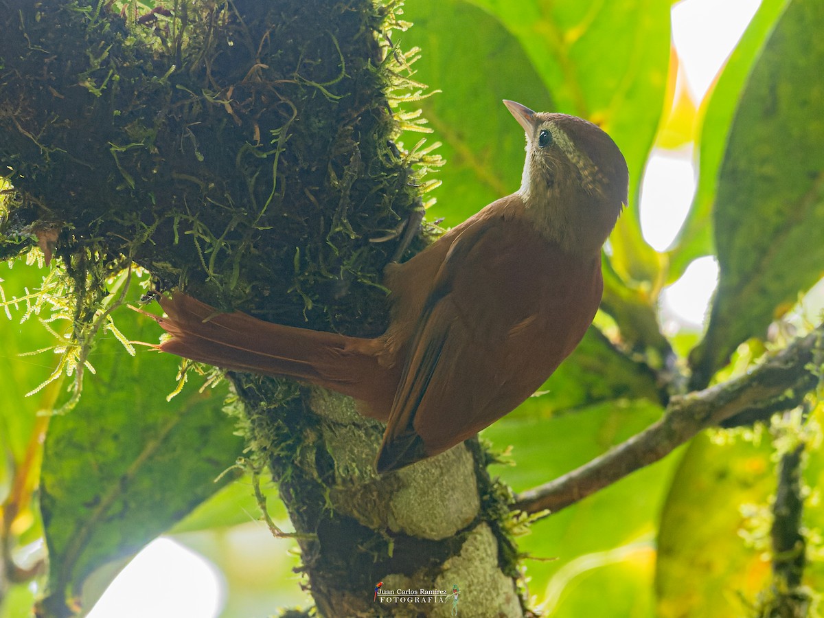Ruddy Treerunner - ML479869761