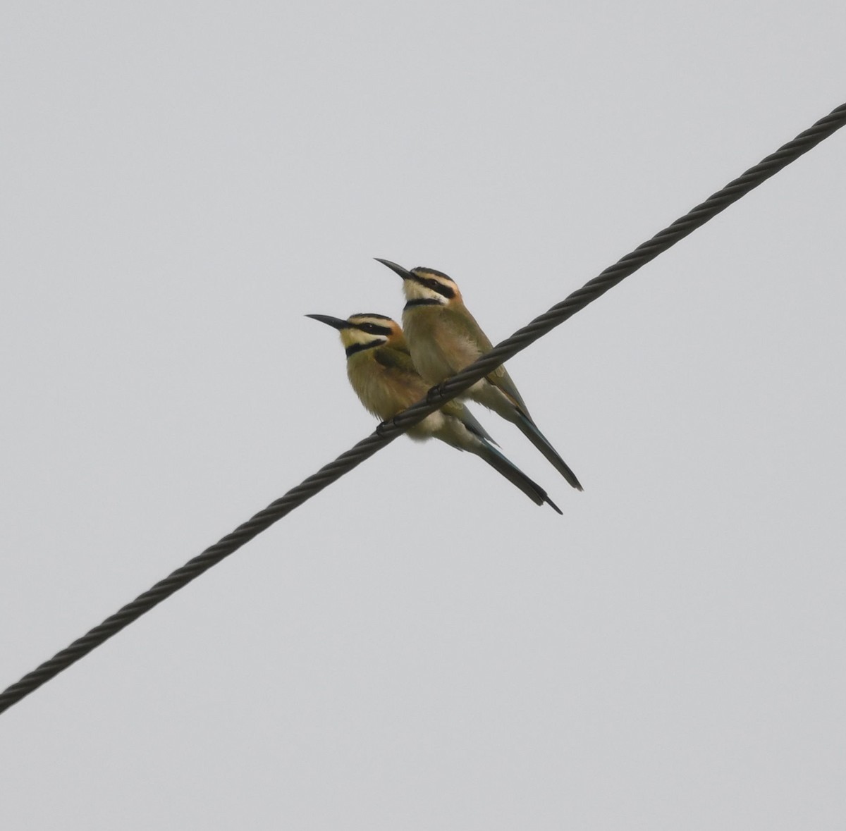 White-throated Bee-eater - David Darrell-Lambert