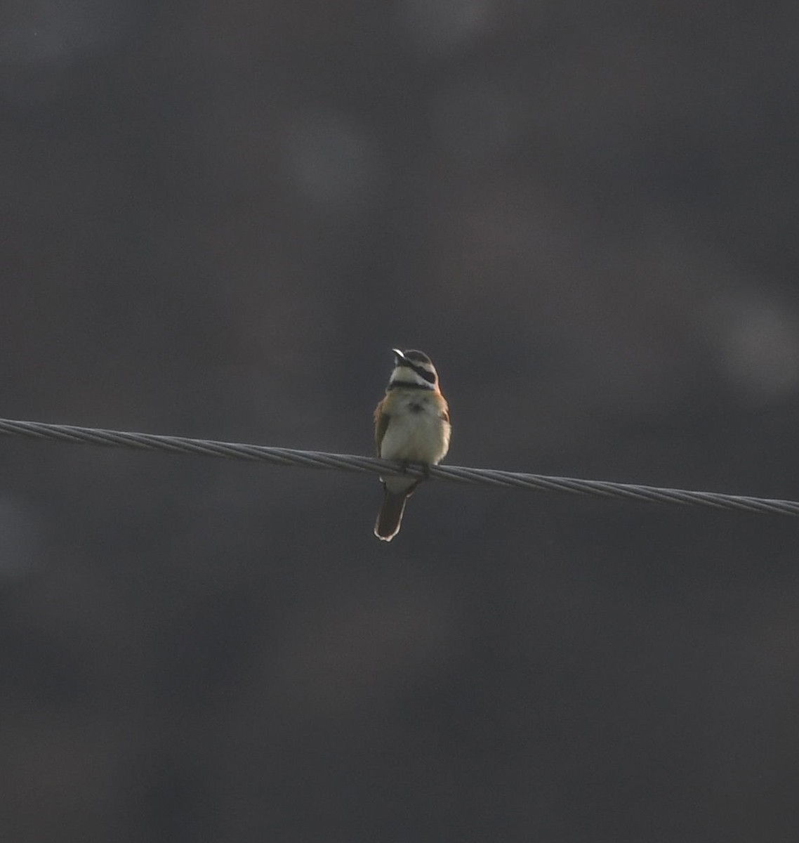 White-throated Bee-eater - David Darrell-Lambert