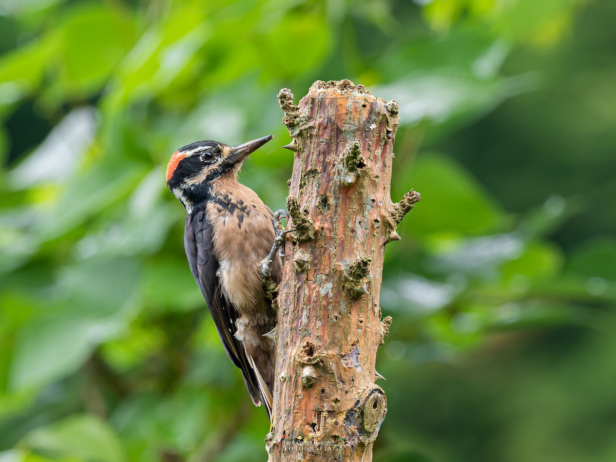Hairy Woodpecker - Juan Carlos Ramírez Castro