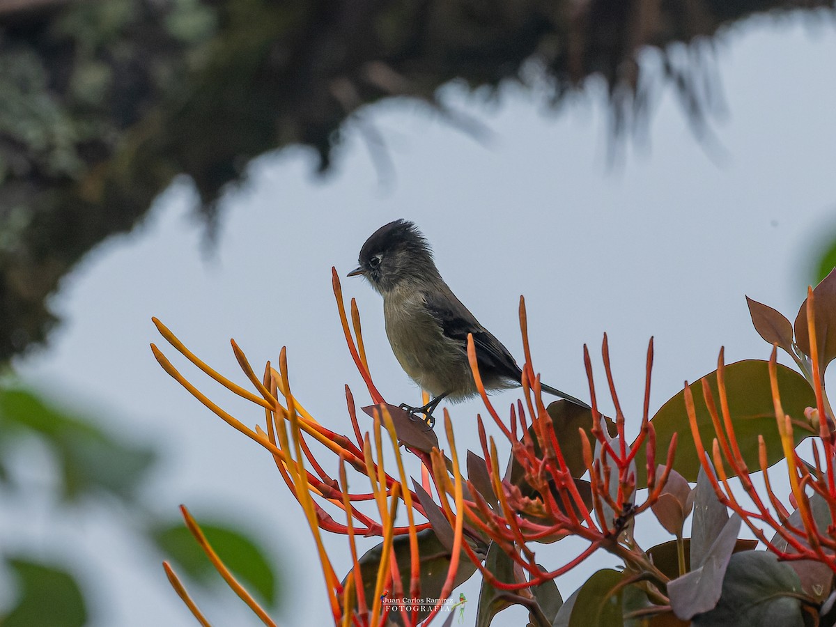 Black-capped Flycatcher - Juan Carlos Ramírez Castro