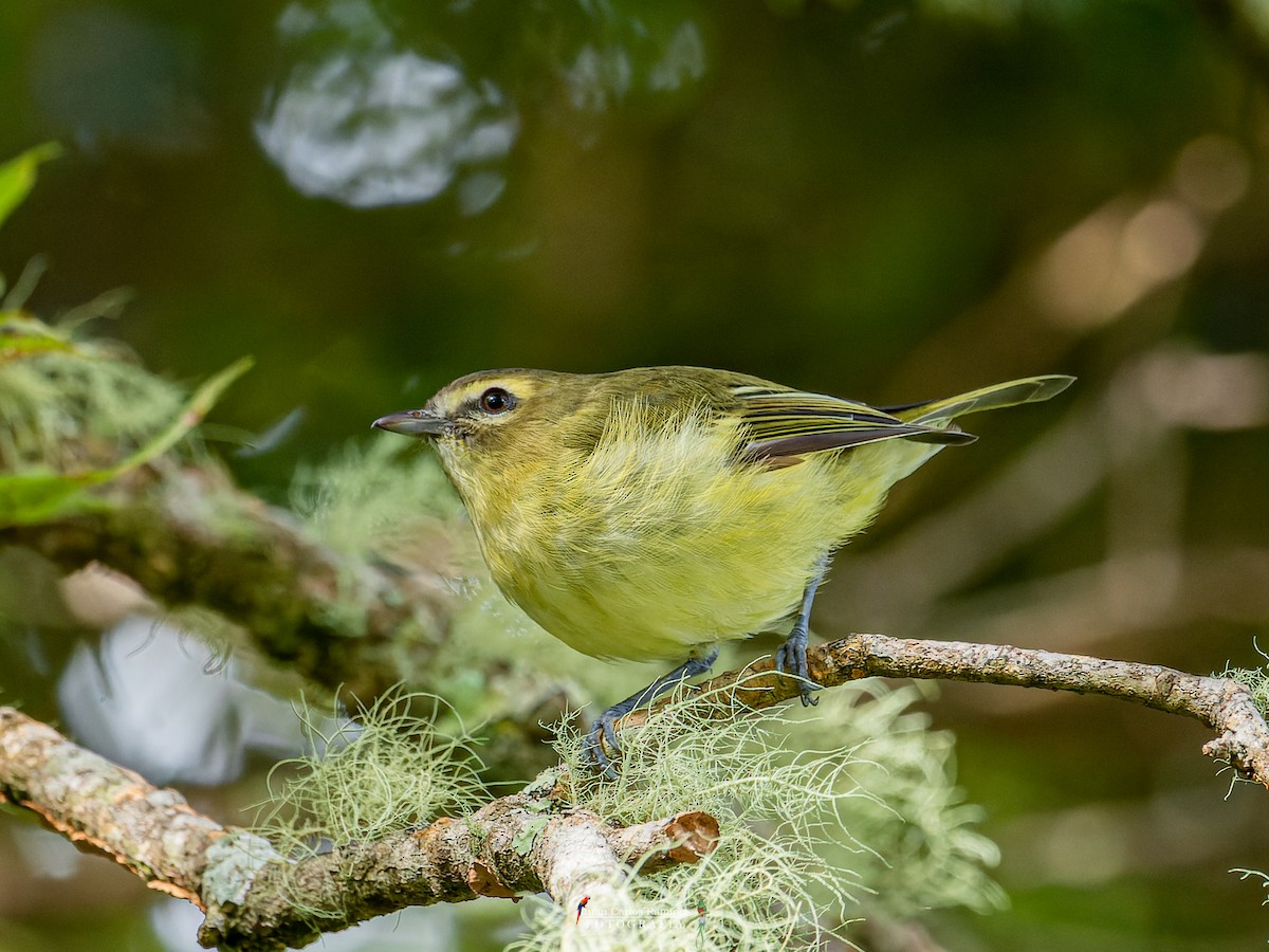 Yellow-winged Vireo - Juan Carlos Ramírez Castro