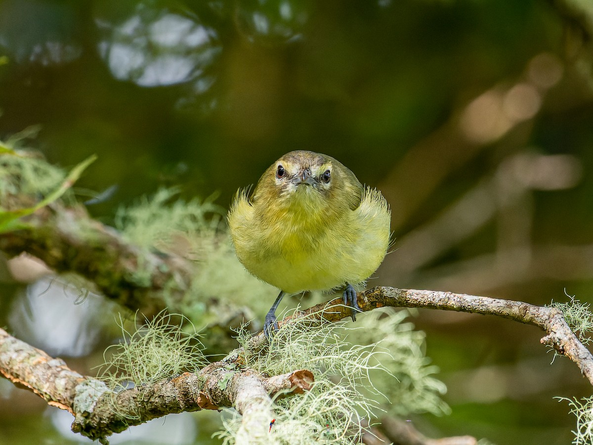 Yellow-winged Vireo - Juan Carlos Ramírez Castro