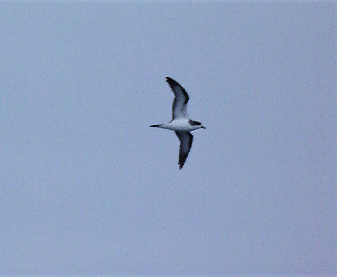 Hawaiian Petrel - ML479871631