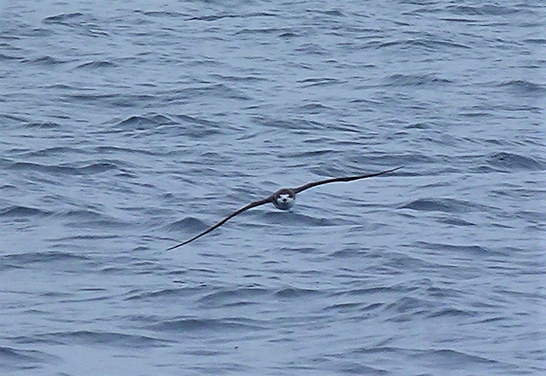 Hawaiian Petrel - ML479871651