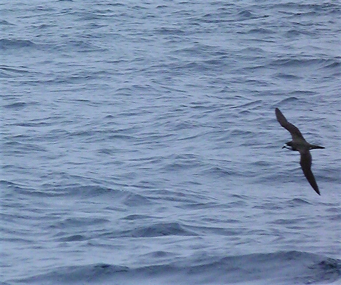 Hawaiian Petrel - ML479871661