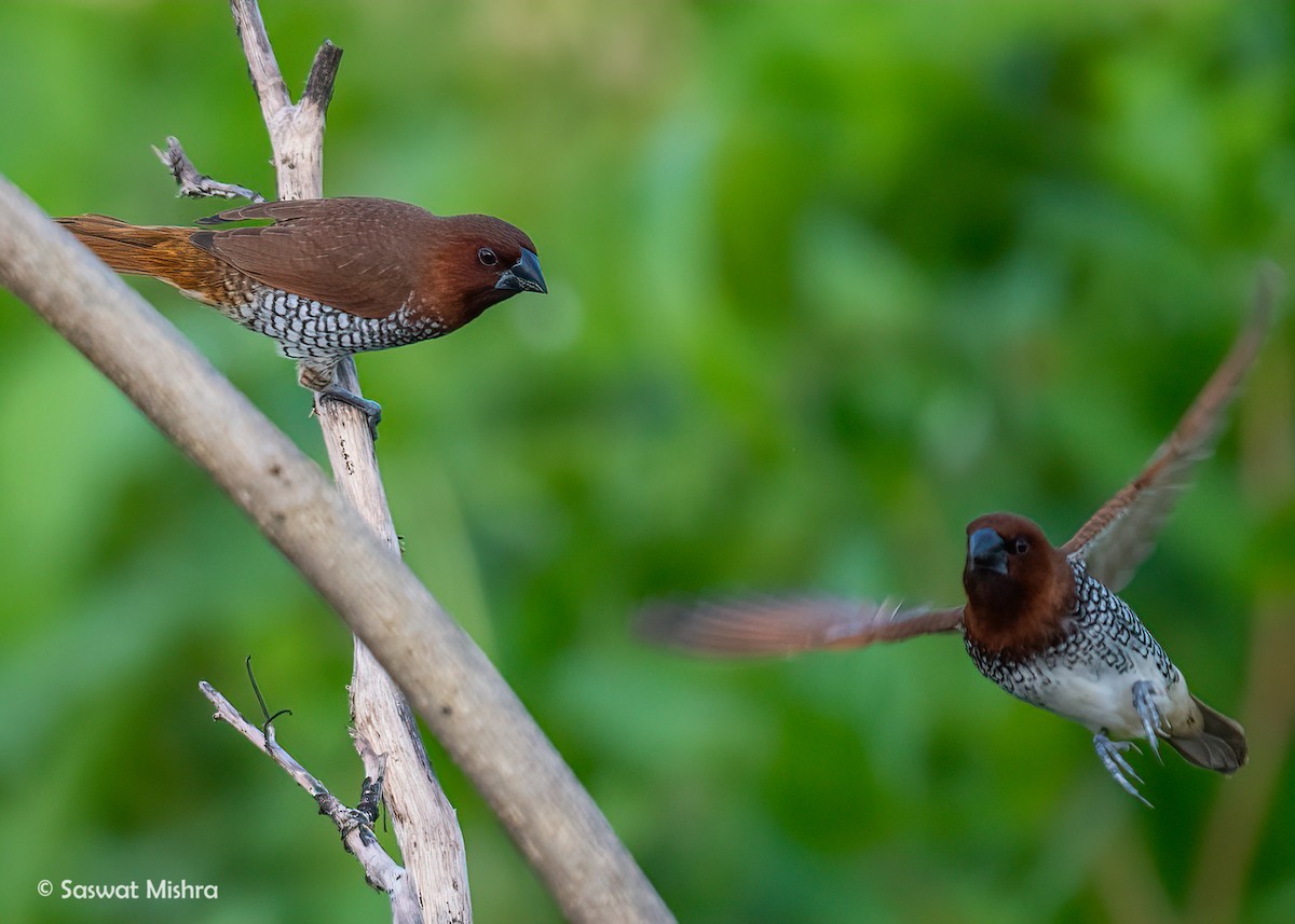 Scaly-breasted Munia - ML479872431