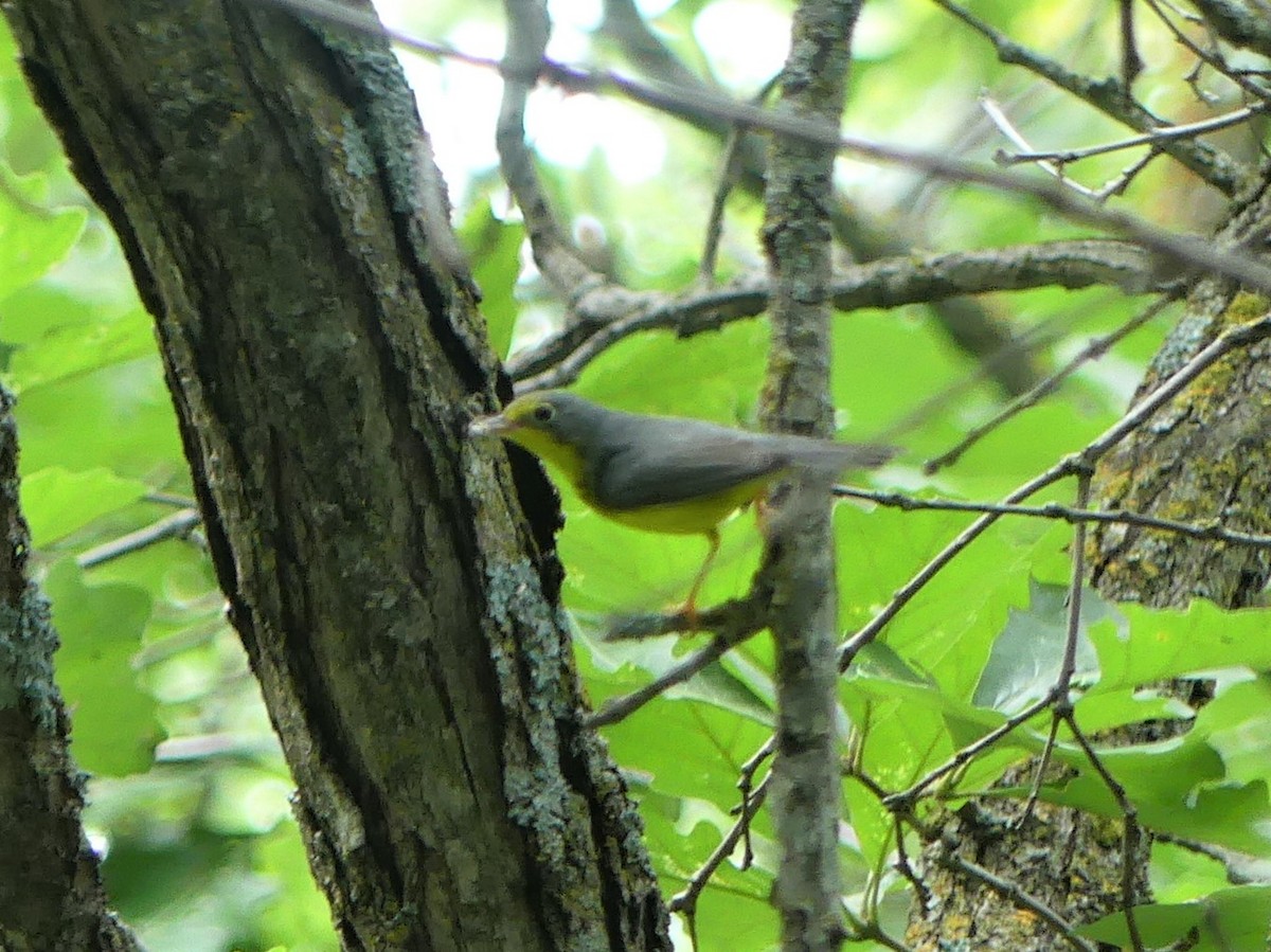 Canada Warbler - Michael Klotz