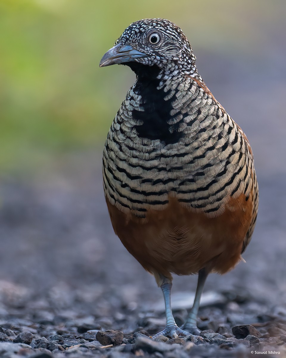 Barred Buttonquail - ML479872471