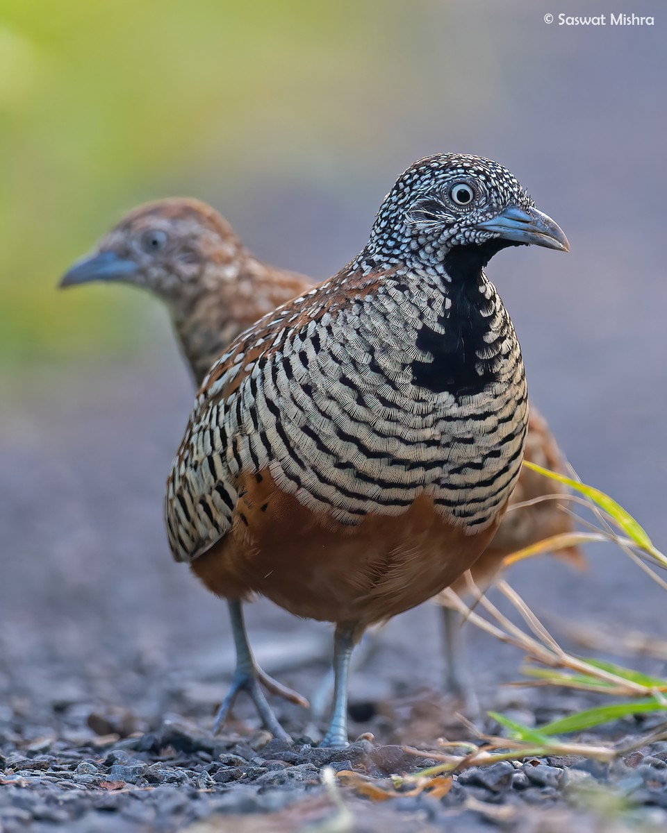 Barred Buttonquail - ML479872481