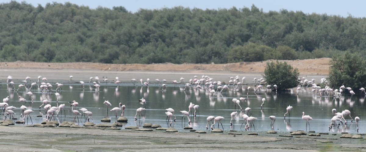 dvergflamingo - ML479874311