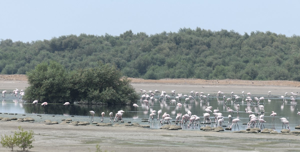 dvergflamingo - ML479874321