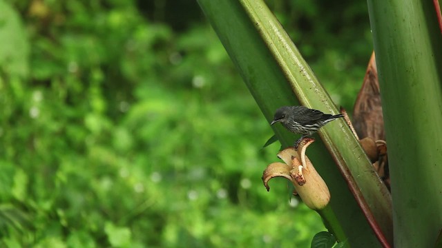 Asian Glossy Starling - ML479875