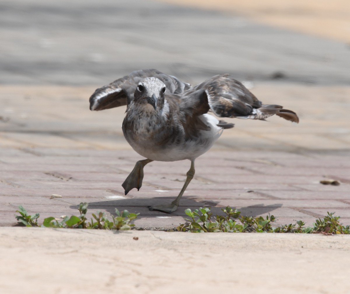 White-eyed Gull - ML479875191