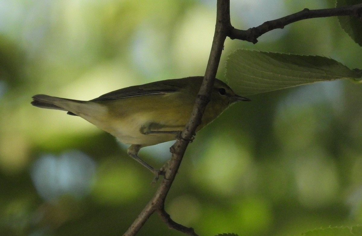 Tennessee Warbler - Matt Tobin