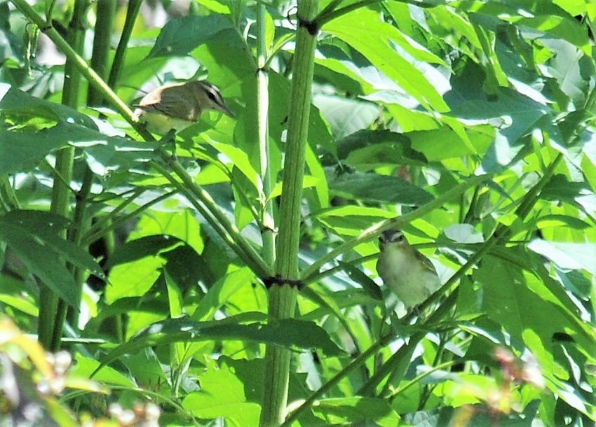 Red-eyed Vireo - Darlene Eschete