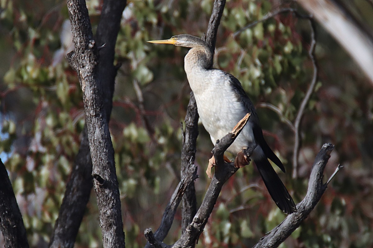 anhinga australská - ML479876111