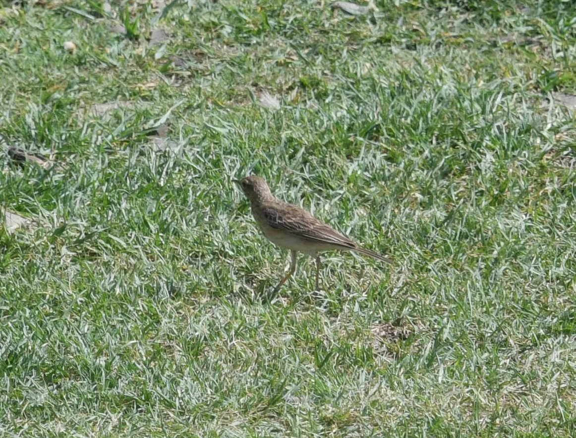 African Pipit - ML479876151