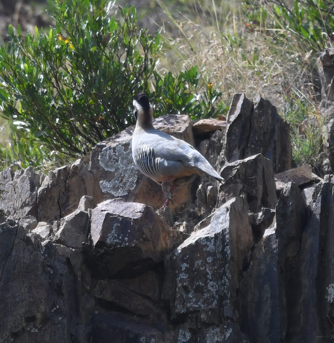 Arabian Partridge - ML479876311