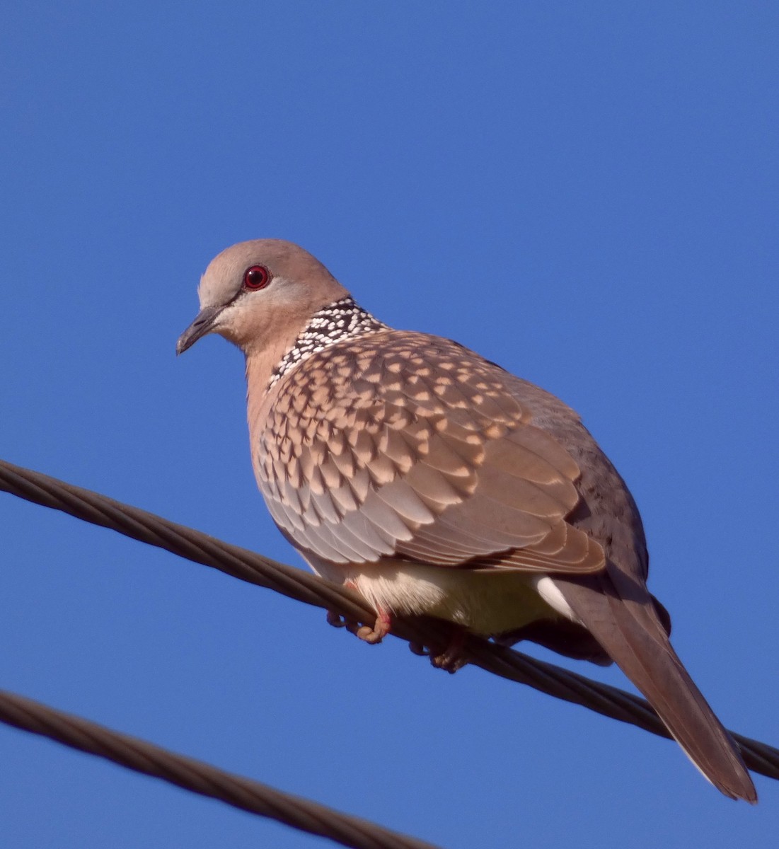 Spotted Dove - ML479876381