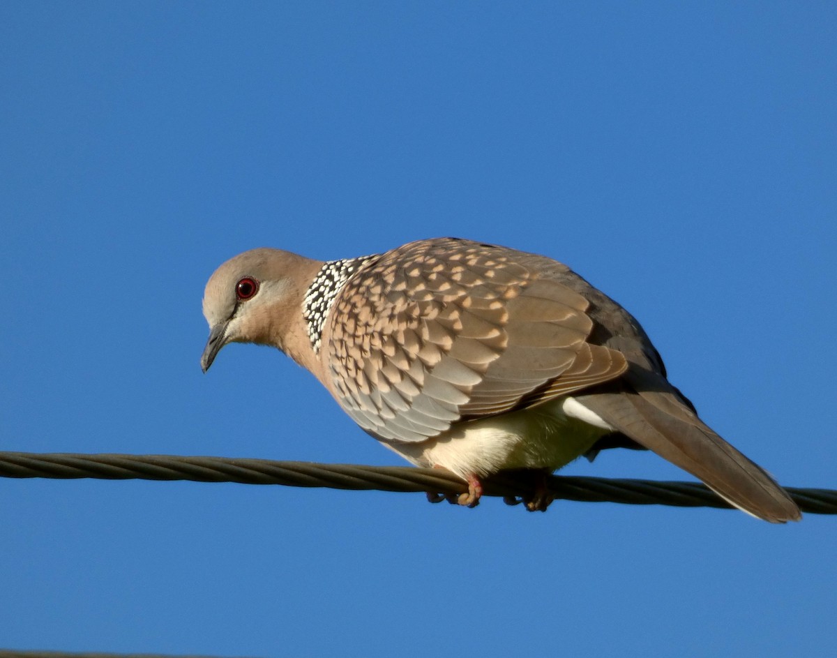 Spotted Dove - ML479876391