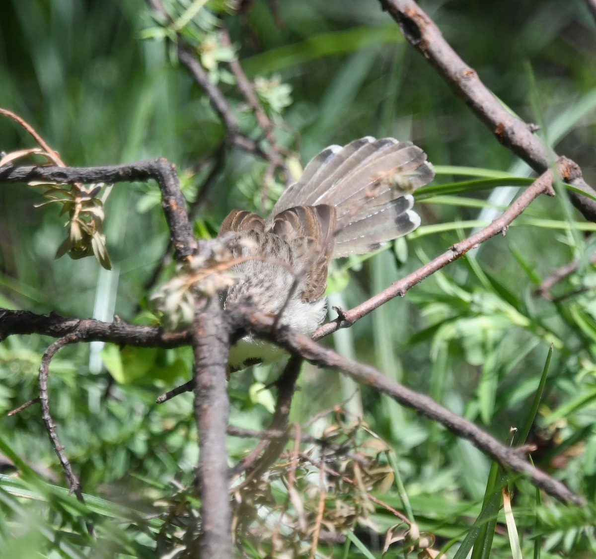 Graceful Prinia - ML479876611